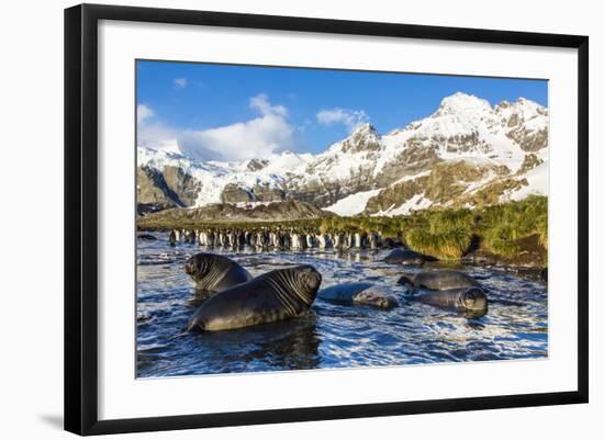 Southern Elephant Seal (Mirounga Leonina) Pups-Michael Nolan-Framed Photographic Print