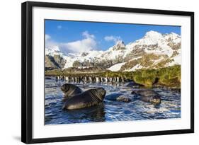 Southern Elephant Seal (Mirounga Leonina) Pups-Michael Nolan-Framed Photographic Print