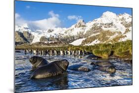 Southern Elephant Seal (Mirounga Leonina) Pups-Michael Nolan-Mounted Photographic Print