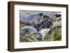 Southern Elephant Seal (Mirounga Leonina) Pups-Michael Nolan-Framed Photographic Print