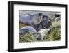 Southern Elephant Seal (Mirounga Leonina) Pups-Michael Nolan-Framed Photographic Print