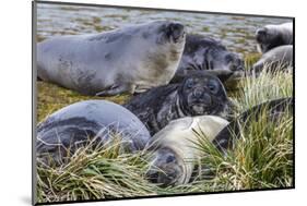 Southern Elephant Seal (Mirounga Leonina) Pups-Michael Nolan-Mounted Photographic Print