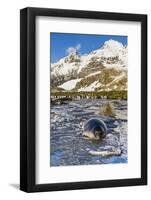 Southern Elephant Seal (Mirounga Leonina) Pups-Michael Nolan-Framed Photographic Print