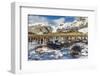 Southern Elephant Seal (Mirounga Leonina) Pups-Michael Nolan-Framed Photographic Print