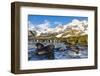 Southern Elephant Seal (Mirounga Leonina) Pups-Michael Nolan-Framed Photographic Print