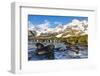 Southern Elephant Seal (Mirounga Leonina) Pups-Michael Nolan-Framed Photographic Print