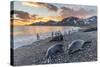 Southern Elephant Seal (Mirounga Leonina), Weaner Pups at Sunrise, Gold Harbour-Michael Nolan-Stretched Canvas