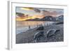 Southern Elephant Seal (Mirounga Leonina), Weaner Pups at Sunrise, Gold Harbour-Michael Nolan-Framed Photographic Print