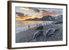 Southern Elephant Seal (Mirounga Leonina), Weaner Pups at Sunrise, Gold Harbour-Michael Nolan-Framed Photographic Print