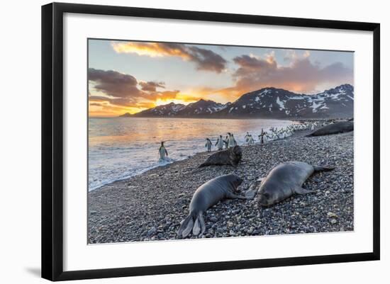 Southern Elephant Seal (Mirounga Leonina), Weaner Pups at Sunrise, Gold Harbour-Michael Nolan-Framed Photographic Print