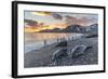 Southern Elephant Seal (Mirounga Leonina), Weaner Pups at Sunrise, Gold Harbour-Michael Nolan-Framed Photographic Print