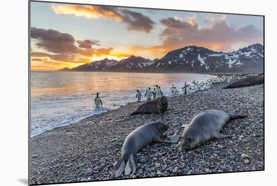 Southern Elephant Seal (Mirounga Leonina), Weaner Pups at Sunrise, Gold Harbour-Michael Nolan-Mounted Photographic Print