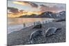 Southern Elephant Seal (Mirounga Leonina), Weaner Pups at Sunrise, Gold Harbour-Michael Nolan-Mounted Photographic Print