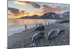 Southern Elephant Seal (Mirounga Leonina), Weaner Pups at Sunrise, Gold Harbour-Michael Nolan-Mounted Photographic Print