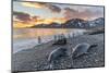 Southern Elephant Seal (Mirounga Leonina), Weaner Pups at Sunrise, Gold Harbour-Michael Nolan-Mounted Photographic Print