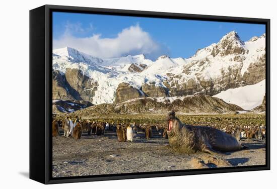 Southern Elephant Seal (Mirounga Leonina)-Michael Nolan-Framed Stretched Canvas