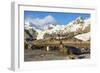 Southern Elephant Seal (Mirounga Leonina)-Michael Nolan-Framed Photographic Print