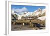 Southern Elephant Seal (Mirounga Leonina)-Michael Nolan-Framed Photographic Print