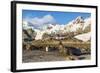 Southern Elephant Seal (Mirounga Leonina)-Michael Nolan-Framed Photographic Print