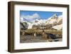 Southern Elephant Seal (Mirounga Leonina)-Michael Nolan-Framed Photographic Print