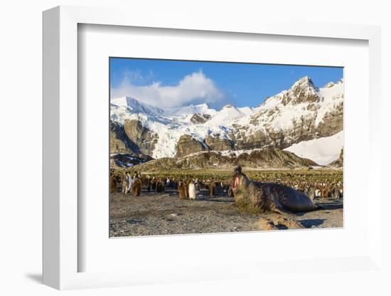 Southern Elephant Seal (Mirounga Leonina)-Michael Nolan-Framed Photographic Print