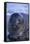 Southern Elephant Seal Pup-DLILLC-Framed Stretched Canvas