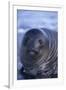 Southern Elephant Seal Pup-DLILLC-Framed Premium Photographic Print