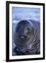 Southern Elephant Seal Pup-DLILLC-Framed Premium Photographic Print