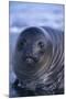 Southern Elephant Seal Pup-DLILLC-Mounted Premium Photographic Print
