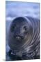 Southern Elephant Seal Pup-DLILLC-Mounted Premium Photographic Print