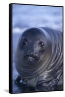 Southern Elephant Seal Pup-DLILLC-Framed Stretched Canvas