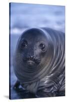 Southern Elephant Seal Pup-DLILLC-Stretched Canvas