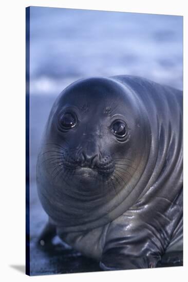 Southern Elephant Seal Pup-DLILLC-Stretched Canvas