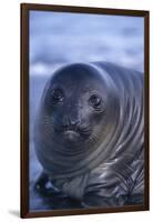 Southern Elephant Seal Pup-DLILLC-Framed Photographic Print