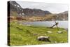 Southern Elephant Seal Pups (Mirounga Leonina) after Being Weaned, Grytviken Harbor, South Georgia-Michael Nolan-Stretched Canvas