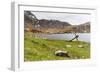 Southern Elephant Seal Pups (Mirounga Leonina) after Being Weaned, Grytviken Harbor, South Georgia-Michael Nolan-Framed Photographic Print