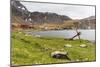 Southern Elephant Seal Pups (Mirounga Leonina) after Being Weaned, Grytviken Harbor, South Georgia-Michael Nolan-Mounted Photographic Print