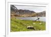 Southern Elephant Seal Pups (Mirounga Leonina) after Being Weaned, Grytviken Harbor, South Georgia-Michael Nolan-Framed Photographic Print