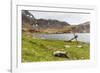 Southern Elephant Seal Pups (Mirounga Leonina) after Being Weaned, Grytviken Harbor, South Georgia-Michael Nolan-Framed Photographic Print