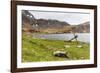 Southern Elephant Seal Pups (Mirounga Leonina) after Being Weaned, Grytviken Harbor, South Georgia-Michael Nolan-Framed Photographic Print