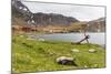 Southern Elephant Seal Pups (Mirounga Leonina) after Being Weaned, Grytviken Harbor, South Georgia-Michael Nolan-Mounted Photographic Print