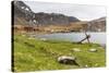 Southern Elephant Seal Pups (Mirounga Leonina) after Being Weaned, Grytviken Harbor, South Georgia-Michael Nolan-Stretched Canvas