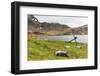 Southern Elephant Seal Pups (Mirounga Leonina) after Being Weaned, Grytviken Harbor, South Georgia-Michael Nolan-Framed Photographic Print