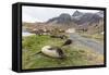 Southern Elephant Seal Pups (Mirounga Leonina) after Weaning in Grytviken Harbor, South Georgia-Michael Nolan-Framed Stretched Canvas