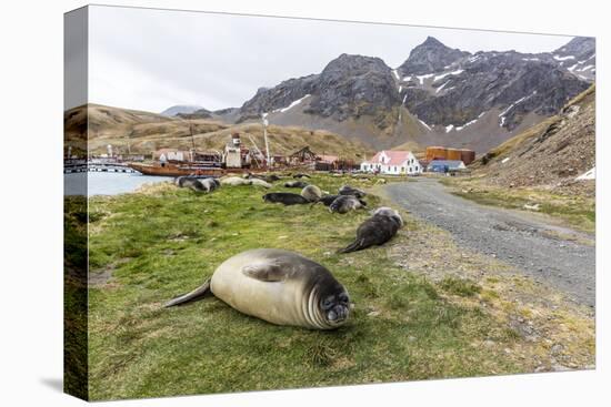 Southern Elephant Seal Pups (Mirounga Leonina) after Weaning in Grytviken Harbor, South Georgia-Michael Nolan-Stretched Canvas