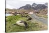 Southern Elephant Seal Pups (Mirounga Leonina) after Weaning in Grytviken Harbor, South Georgia-Michael Nolan-Stretched Canvas