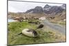 Southern Elephant Seal Pups (Mirounga Leonina) after Weaning in Grytviken Harbor, South Georgia-Michael Nolan-Mounted Photographic Print