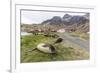 Southern Elephant Seal Pups (Mirounga Leonina) after Weaning in Grytviken Harbor, South Georgia-Michael Nolan-Framed Photographic Print