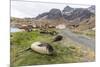 Southern Elephant Seal Pups (Mirounga Leonina) after Weaning in Grytviken Harbor, South Georgia-Michael Nolan-Mounted Photographic Print