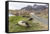 Southern Elephant Seal Pups (Mirounga Leonina) after Weaning in Grytviken Harbor, South Georgia-Michael Nolan-Framed Stretched Canvas